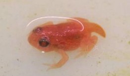 蝌蚪国产,揭开神秘国度的神秘面纱