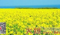 国产四级,创新驱动，引领未来科技发展