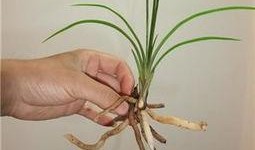 国产草b,绿色生态，引领未来农业发展新潮流