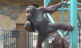 PORNO国产,揭秘其文化魅力与产业发展