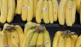 国产香蕉网,探索中国香蕉产业的魅力与未来