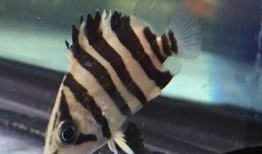 国产精品四虎,引领行业潮流的领军企业风采