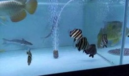 国产精品四虎,引领行业潮流的领军企业风采